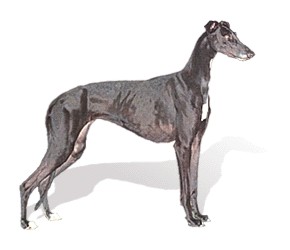 greyhound-290x250-tig-256.jpg